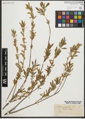 Foto von Salix purpurea L.